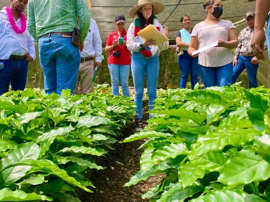 CON APOYO ESTATAL DESPEGA PRODUCCIÓN DE CAFÉ EN SAN LUIS POTOSÍ