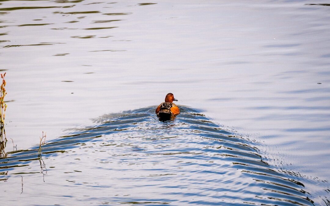 PARQUE TANGAMANGA; REFUGIO NACIONAL DE AVES MIGRATORIAS DE NORTEAMÉRICA