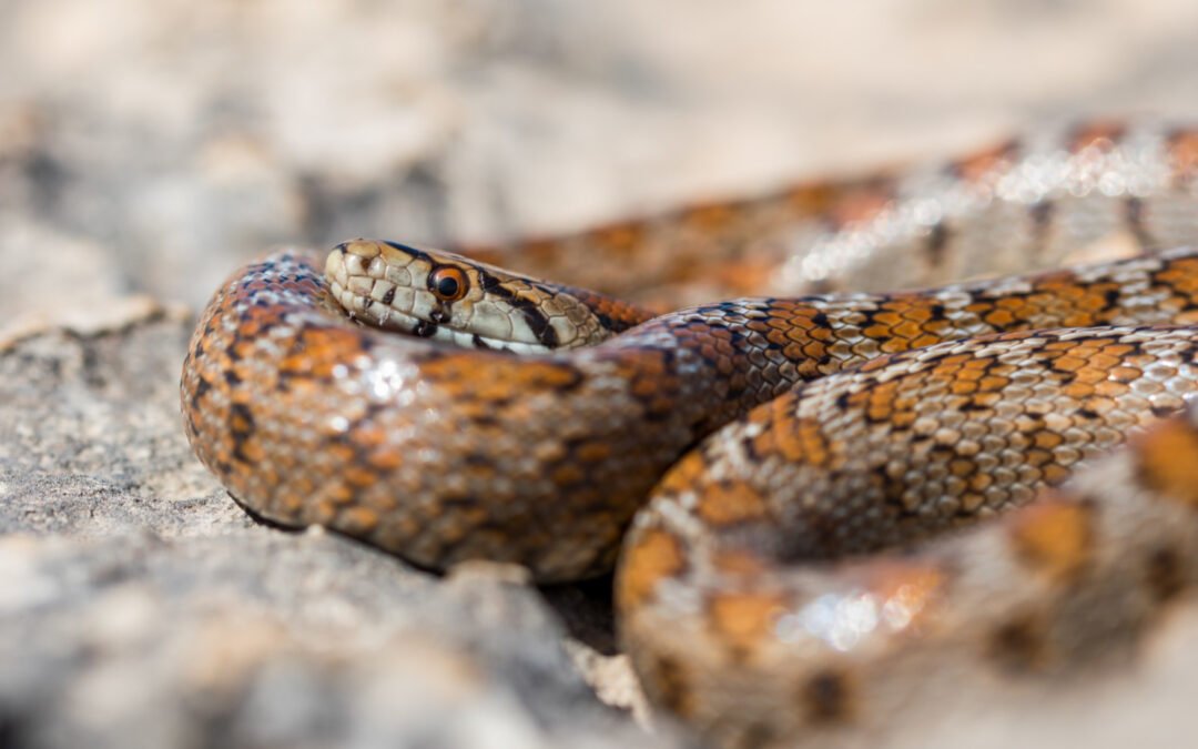 IMPORTANTE PREVENIR RIESGOS POR MORDEDURA Y PICADURA DE ANIMALES PONZOÑOSOS.