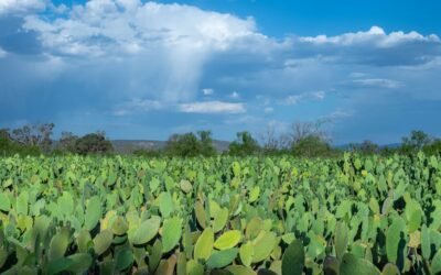 GOBIERNO ESTATAL PROMUEVE ACCIONES CONTRA LA DESERTIFICACIÓN