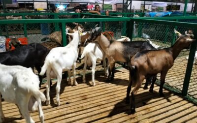 ESTADO PREMIARÁ AL MEJOR GANADO CAPRINO DE MÉXICO DURANTE LA FENAPO