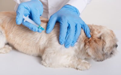 MÁS DE 20 MIL CIRUGÍAS DE ESTERILIZACIÓN CANINA Y FELINA EN 2024: CENTRO ANTIRRÁBICO