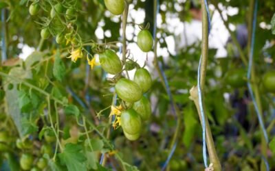 GOBIERNO ESTATAL IMPULSA NUEVO SISTEMA DE ACUAPONÍA EN LA HUASTECA