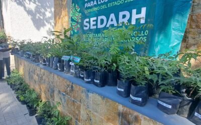 AVANZA EJECUTIVO ESTATAL ACCIONES DE REFORESTACIÓN A FAVOR DEL MEDIO AMBIENTE