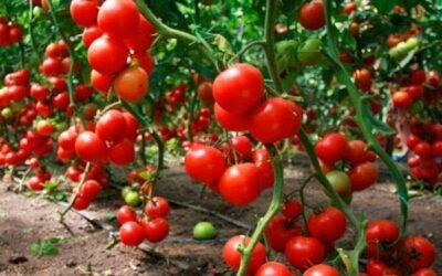 APOYO A PRODUCTORES DE TOMATE POTOSINOS