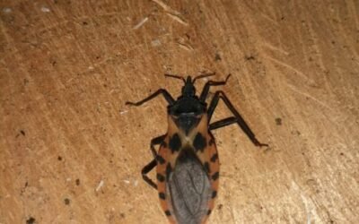 EN LA PREVENCIÓN Y CONTROL DE LA ENFERMEDAD DE CHAGAS, TODOS SOMOS NECESARIOS”