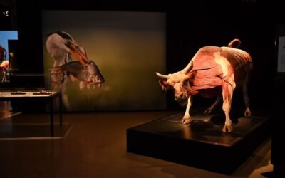 GOBIERNO ESTATAL INVITA A VIVIR UN FIN DE SEMANA DE CULTURA Y DIVERSIÓN 