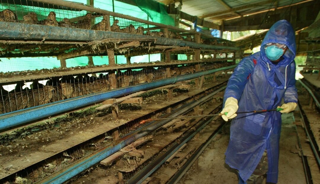 NO HAY ALERTA EN EL PAÍS POR INFLUENZA AVIAR (H5N1)