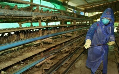 NO HAY ALERTA EN EL PAÍS POR INFLUENZA AVIAR (H5N1)