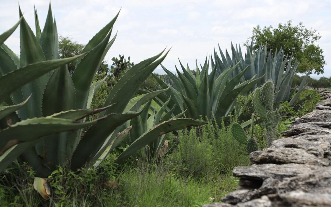 SAN LUIS POTOSÍ, DÉCIMO SEGUNDA ENTIDAD FEDERATIVA CON MÁS SENTENCIAS EMITIDAS EN EL 2024