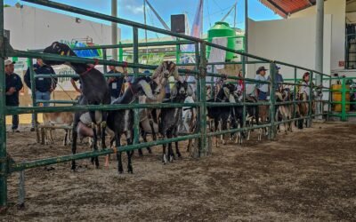 SAN LUIS POTOSÍ FORTALECE LA CAPRINOCULTURA REGIONAL