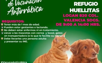 GOBIERNO ESTATAL FORTALECE ACCIONES DE BIENESTAR ANIMAL EN DICIEMBRE
